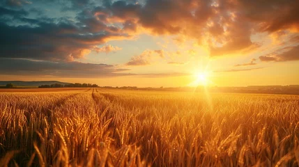 Fotobehang Rural landscape with wheat field on sunset. copy space for text. © Naknakhone