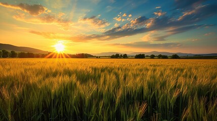 Rural landscape with wheat field on sunset. copy space for text.