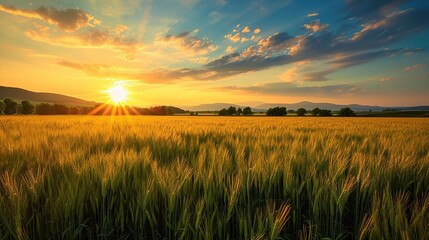 Fototapeta premium Rural landscape with wheat field on sunset. copy space for text.