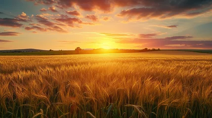 Deurstickers Rural landscape with wheat field on sunset. copy space for text. © Naknakhone
