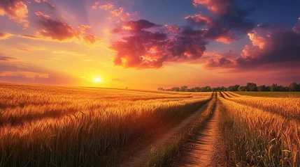 Wandcirkels tuinposter Rural landscape with wheat field on sunset. copy space for text. © Naknakhone