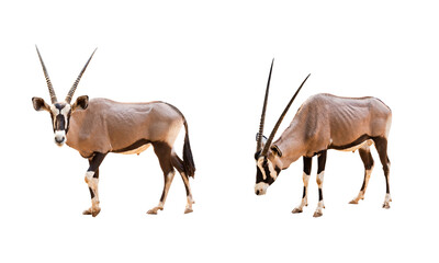 Collection, Wild Arabian Oryx leucoryx,Oryx gazella or gemsbok isolated on white background. large antelope in nature habitat, Wild animals in the savannah. Animal with big straight antler horn. - obrazy, fototapety, plakaty