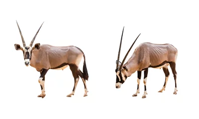 Papier Peint Lavable Antilope Collection, Wild Arabian Oryx leucoryx,Oryx gazella or gemsbok isolated on white background. large antelope in nature habitat, Wild animals in the savannah. Animal with big straight antler horn.