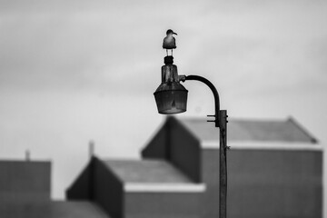 a seagull standing on a lamp in front of a building in the morning