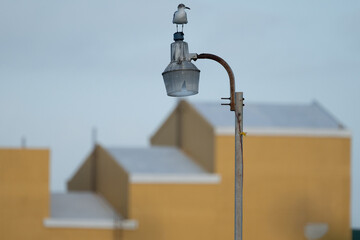 a seagull standing on a lamp in front of yellow building in the morning