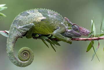 a  Fischer chameleon was on a tree branch with its prey