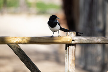 Eurasian magpie pica pica sitting on wooden railing
