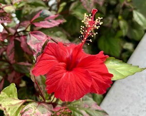 Hibiscus flower