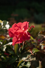 Beautiful red rose with green leaves in the garden on a sunny day. 