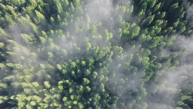 Top view of foggy clouds drifting over forest trees of Redwood National and State Parks, California, USA. Green tree tops pocking out through cloud formations. Evergreen woods in morning, 4k footage 
