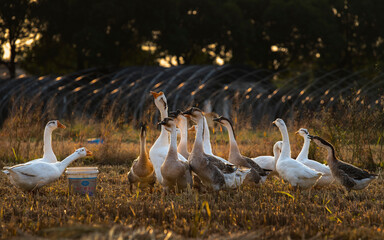 a group of goose