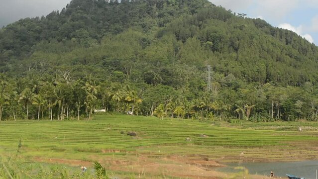 Panoramic landscape of Indonesian rice field terraces on a mountain ricefield terrace super wide ric