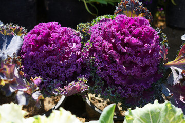 Purple Cabbage Flower, ornamental cabbage flower, decorative cabbage purple lace flower blossom