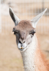 close up of a alpaca © gustavoisaac
