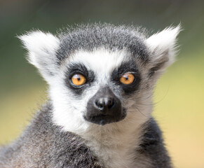 ring lemur © gustavoisaac
