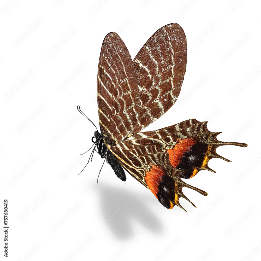 Wall mural Bhutan Glory Butterfly (Bhutanitis lidderdalii) isolated on white background