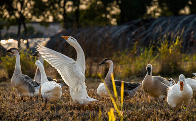 goose