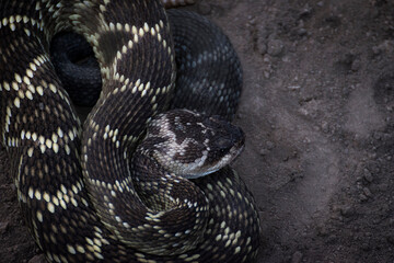 close up of a rattlesnake