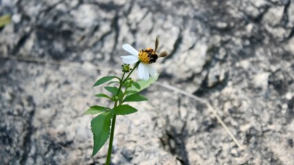 Bidens alba