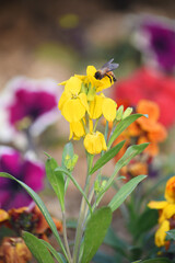 Close up of yellow erysimum (wallflower) flowers in bloom, honey bee working in yellow erysimum flower, The brightly colored spring flowers of Erysimum