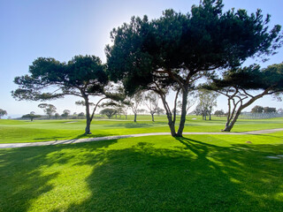 trees in the park