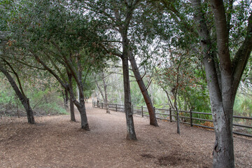 trees in the park