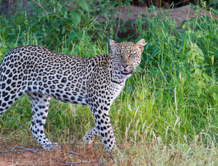 A Leopard standing in long grass. Taken in Kenya