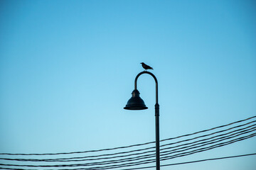 crow on a lamp post