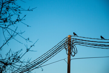 crow on a wire