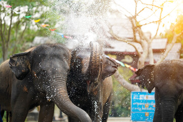 Young elephant enjoying himself and splashing water in Thailand's Songkran Festival.