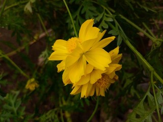 Yellow cosmos flowers are bloom