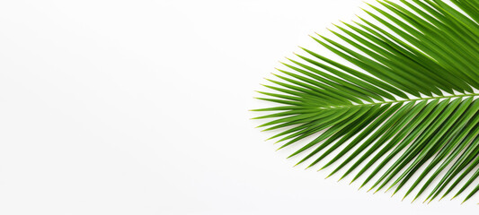Fototapeta premium A closeup of a palm leaf on a white background presents coastal scenery, its high-angle framing and aerial view apparent.