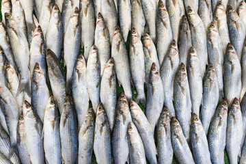 Frozen Symmetrical Fish at Eminonu Fish Market Photo, Eminonu Fatih, Istanbul Turkiye (Turkey)	