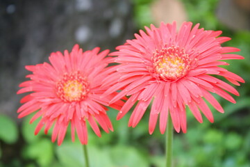 Obraz premium pink, yellow, red flowers