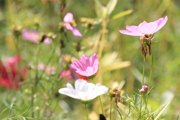 Obraz premium pink flowers