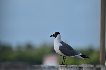 a laughing gull standing alone watching something