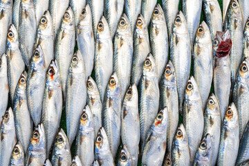 Obraz premium Frozen Symmetrical Fish at Eminonu Fish Market Photo, Eminonu Fatih, Istanbul Turkiye (Turkey)