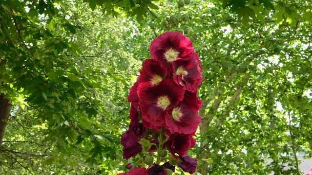 Hollyhock, or Alcea rosea flowers