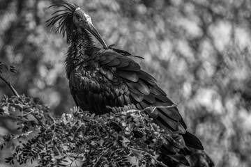 Gros plan sur un ibis chauve