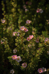 Flowering bush with pink flowers on a sunny day in the garden. Ontario, Canada.