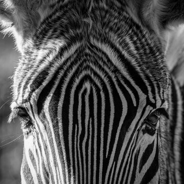 Portrait serr&eacute; d'un z&egrave;bre