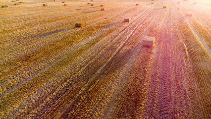 Square bales of pressed wheat straw lie on the field after the wheat harvest at sunset and dawn....