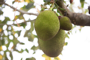 Jackfruit on the tree, closeup of green fruit on tree