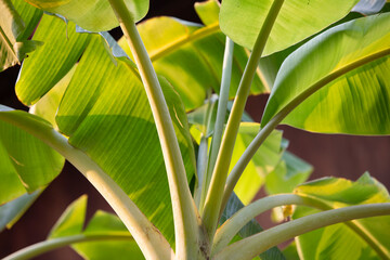 Banana tree with green leaves, close up. Tropical background.