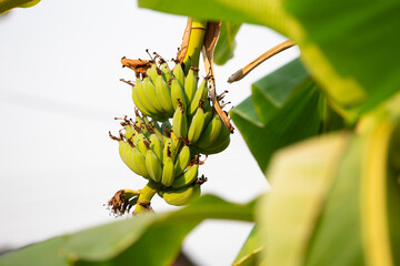 Banana tree with ripe and unripe green bananas on it