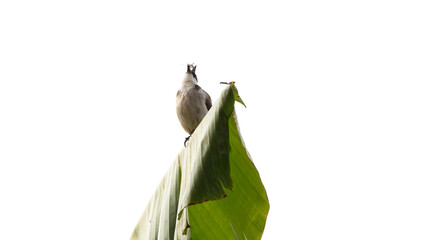 A bird is perched on a banana leaf.
