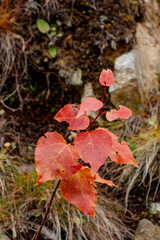Piora valley, Ticino, Switzerland