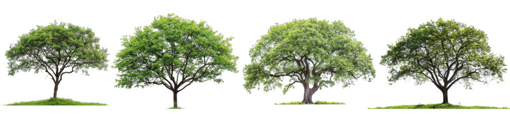 tree png Isolated Elm Tree with transparent Background, Embodying Timeless Elegance and Grace