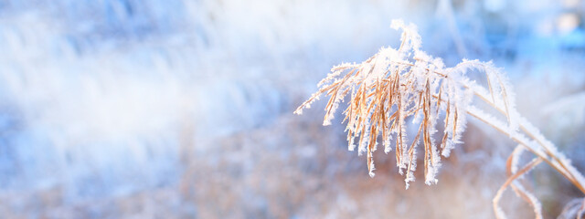 A calm, frozen winter scene. Amazing nature background. Frozen grass at sunrise close up. Winter...