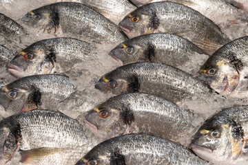 Frozen Symmetrical Fish at Eminonu Fish Market Photo, Eminonu Fatih, Istanbul Turkiye (Turkey)